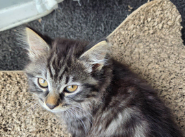 beautiful long-haired kitten female