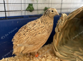 Two female quail