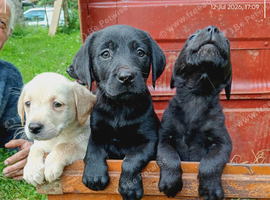 Labrador puppies