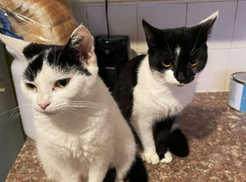 Harley and Helmet female cats 6 months old