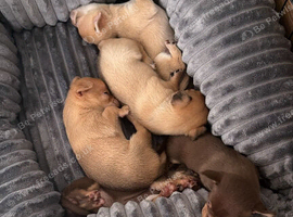 Chihuahua puppies for sale