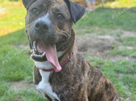 Looking for Her Forever Home ️ &ndash; A Heartbreaking Decision for Our Much-Loved Girl