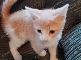 Mixed breed kittens looking for their forever homes