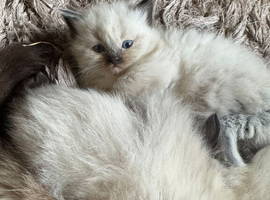 3 Lovely  kittens