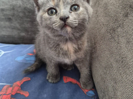 BLH X kittens for sale