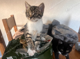 Ragdoll/russian blue/mix kittens