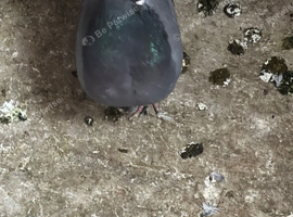 Garden fantails