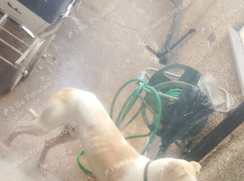 Cream and white lurcher