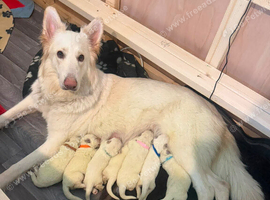 White Swiss shepherd puppies