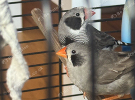 Lovely pair of Zebra Finches looking for a new home.