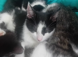 Black and white kittens 9 weeks old