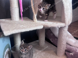 Beautiful boy kittens