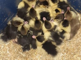 Muscovy  duckling dayolds