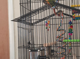 Pinapple conure hand tame
