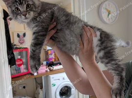 Maine Coon Kittens