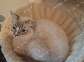 3 beautiful ragdoll queens forsale