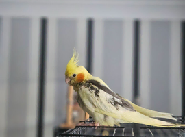 12 week old hand reared cockatiel