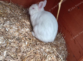 Mario is looking for a forever home!