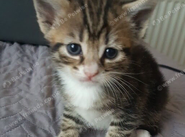Beautiful 10‑week‑old kitten &mdash; ready to leave.