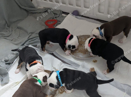 Old English Bulldog puppies