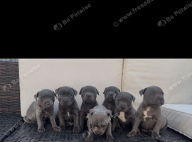 classical blue staffys