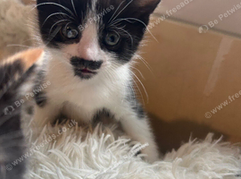3 kittens ready for their new homes!!