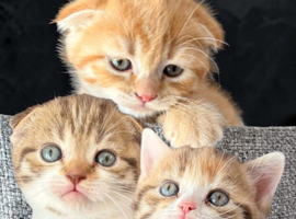 Scottish Fold X 3 Kittens