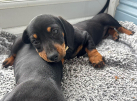 Last remaining girl  miniature dachshund puppies