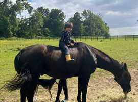 16.1 hh Warmblood Gelding