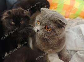 Scottish fold kittens