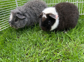Teddy Guinea pig Babies 2 for &pound;60