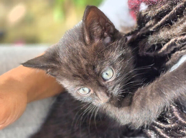 Black Tabby Kittens