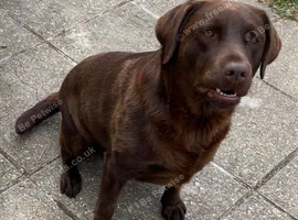 Beautiful chocolate Labrador