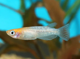 Kohaku Lame Medaka ricefish eggs (eggs only)