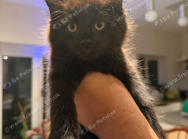 Dark grey brownish tabby kitten