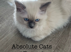TICA Registered Ragdoll Kittens