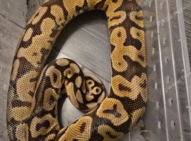Enchi pastel hypo royal python male with setup