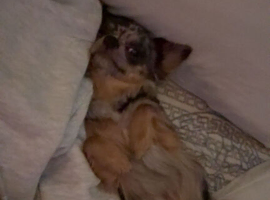 Black Merle chihuahua available