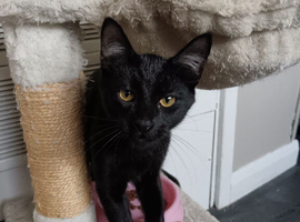 2 cute kittens looking for a new home.