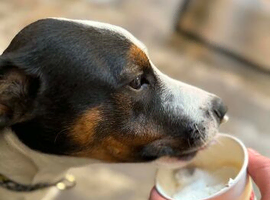 Diego looking for his forever home