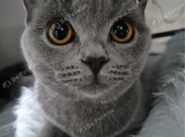 British shorthair kittens