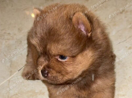 Gorgeous litter of Chow Chow Puppies