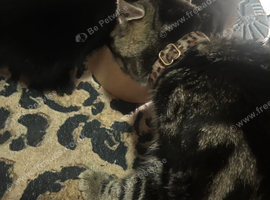 Maine coon cross