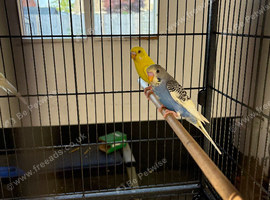 Budgies
