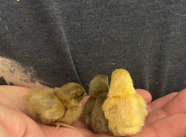 Button quail chicks & hatching eggs 50p!!
