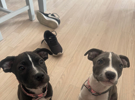 Beautiful staffy pups