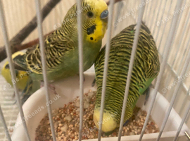 Budgies