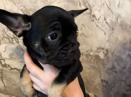 French Bulldog puppies looking for their forever home