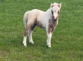 Spsbs reg filly foal