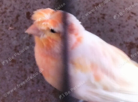 Canary